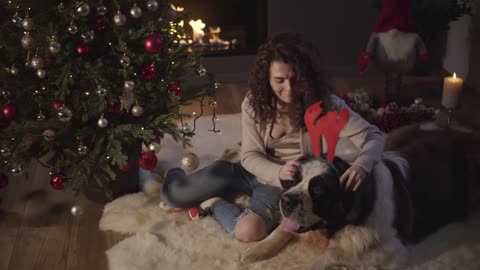 Top view of charming Caucasian girl putting New Year's horns of deer on Saint Bernard's head