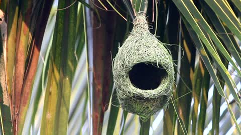 Bird outside a suspended nest