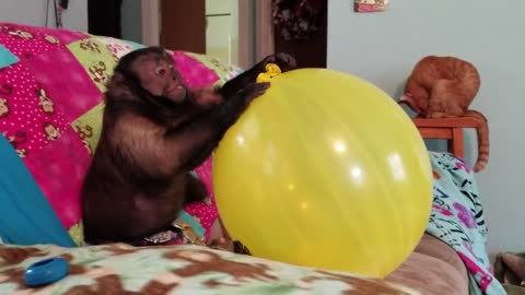 Capuchin Monkey Smacking a Huge Balloon