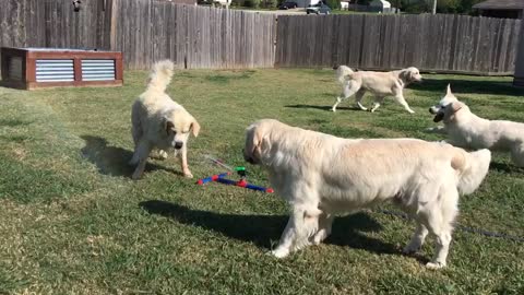 Dogs know exactly how to beat Texas heat