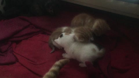 Cute Kitten Hugs!