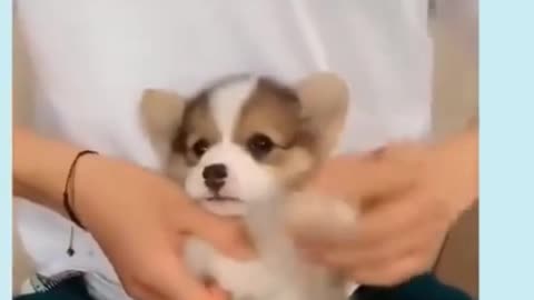 THE CUTE CUTEST PET VIDEO 9