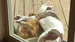 Best Buddies Share Sunshine Cuddles