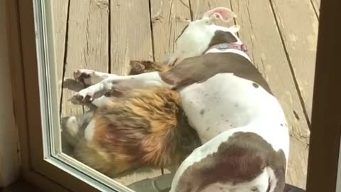 Best Buddies Share Sunshine Cuddles