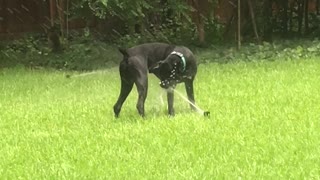 best dog entertainment ever - Zone 7 sprinkler !