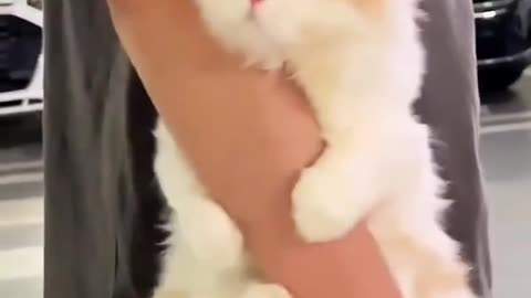 Adorable Cat Goes Viral with Irresistible Cuteness! 😻 #ViralCat #CuteCat"