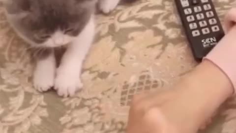 Watch As The Cutest Kitty Mimic Her Owners Hand | Adorable Cat Shorts