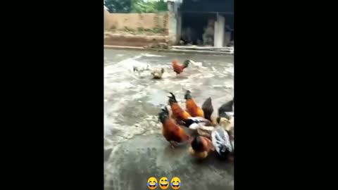 Chicken VS Dogs fight |fun dogs fight #shorts part -2
