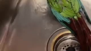 Parrot bathing