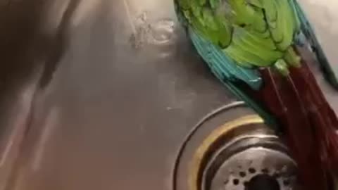 Parrot bathing