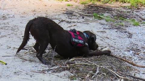 dog playing with wood