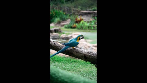macaw walking on the branch🐦🌴