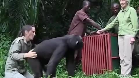 Reaction of Rehabilitated Chimpanzee