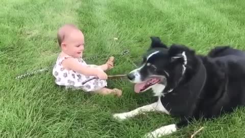 Cute dogs and children in the video
