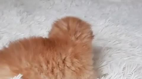 Nice Cat dancing