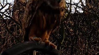 European eagle owl