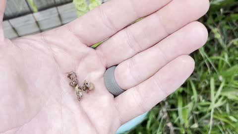 How To Harvest Basil Seeds