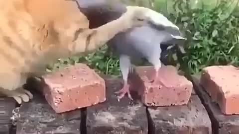 a pigeon attacks !!!!!!!!!??????