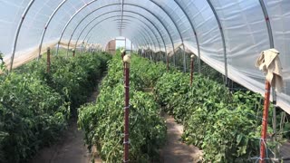 July Tomato Update at the Sunfinch Greenhouse