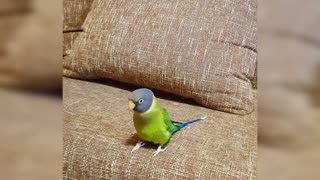 Parrot shows his owner how to whistle song properly
