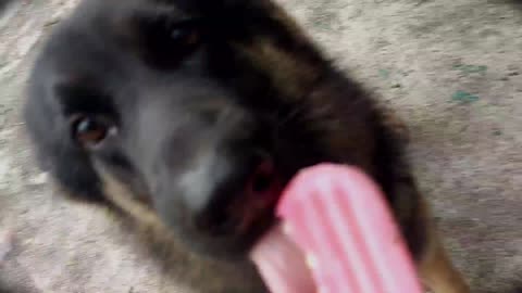 Dog attacks 🍡 | dog videos | Funny animal videos
