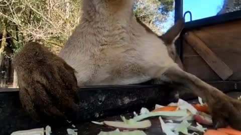 Feast time for Kangaroos