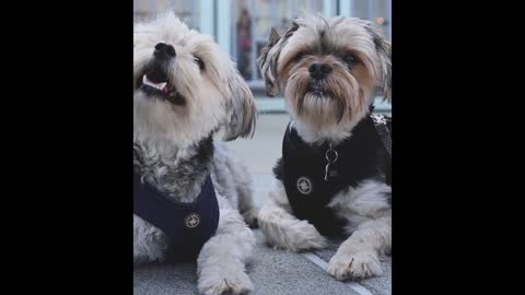 The two puppies are very cute, they are wearing couple clothes