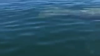 Florida Manatees