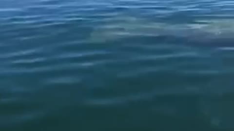 Florida Manatees