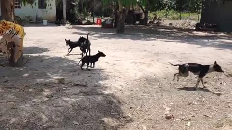 watch what happens to these poor dogs while they sleep 👀😲😲