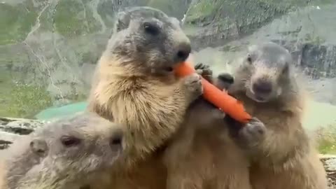 Guinea Pig Sharing a Snack