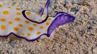 Colorful Sea Slug Filmed Up Close