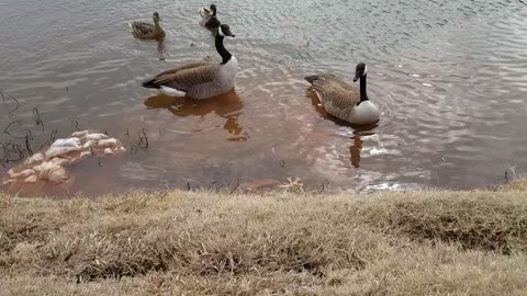 Ducks and Geese fed peas. Become intense and territorial