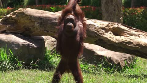 Orangutan Stretching in a Forest