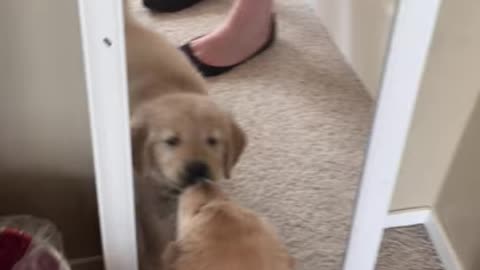 Golden Retriever Puppy Sees Reflection For the First Time