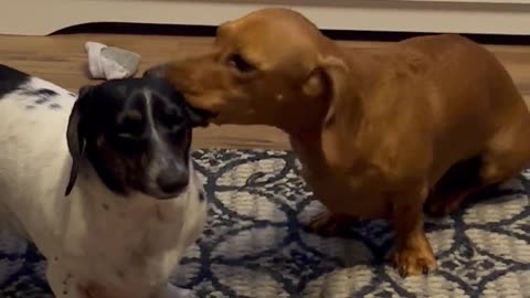 Doxie Pup Chews on His Sister's Ear