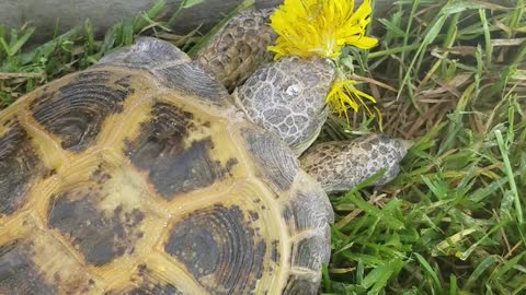 Bruce eating a dandelion.