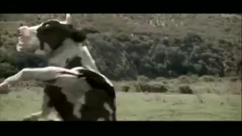 y2mate.com - vive la vache qui fait du karate.