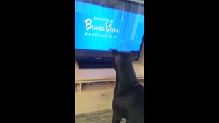 Dog's all-time favorite movie is a Disney classic