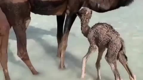 baby camel 🐫