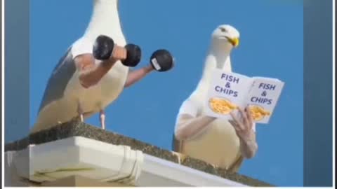 Watch the fun if hands are given to birds.