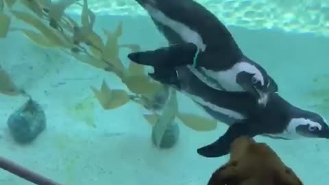 Penguins amazingly interact with curious dog at aquarium