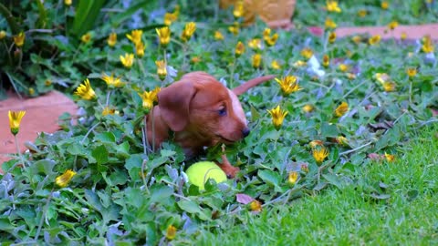 This Adorable Baby Dog Loves Playing Ball At The Garden - Joyful Time!