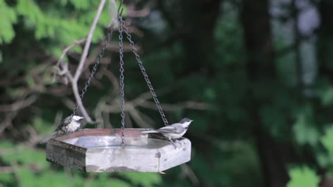 Birds Drink Water From Hanged Plate In Garden