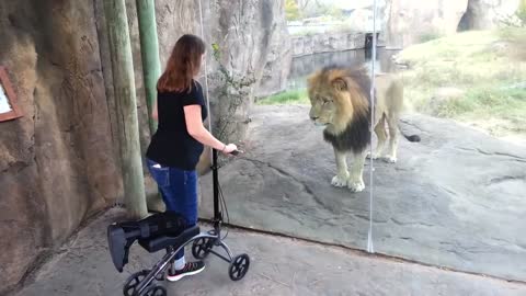 waw This Lion Really Wants Her Scooter