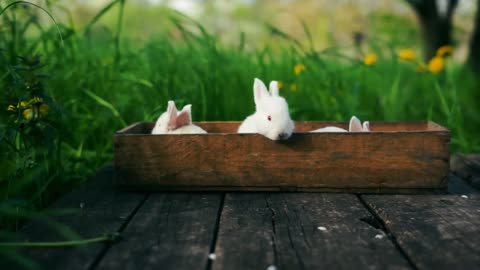 Three Little Rabbits Playing in a Box