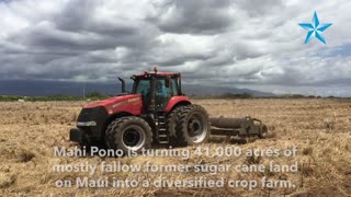 Mahi Pono to transforms former sugar cane land into diversified crop farm