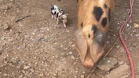Spotted Sow Takes Piglets On Walk
