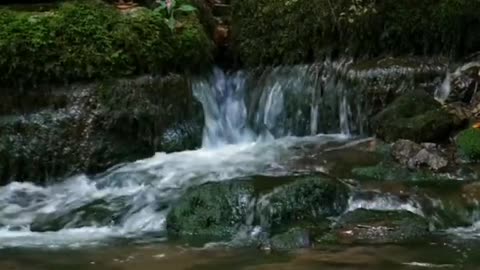 Amazing Nature | Stream | #shorts