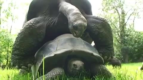 TURTLES MATING IN ZOO